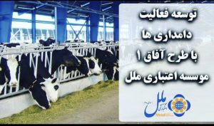 توسعه فعالیت دامداریها با طرح آفاق ۱ موسسه اعتباری ملل