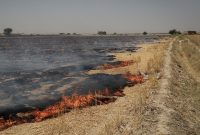 هشدار وقوع دمای بالای ۴۹ درجه و احتمال آتش‌سوزی‌ مراتع