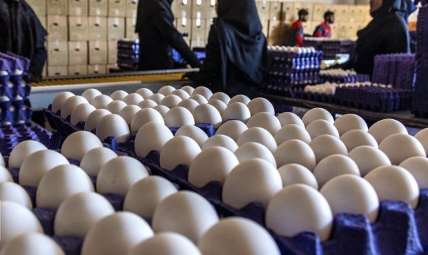 فروش تخم مرغ زیر قیمت مصوب سال گذشته/ صادرات ۲۰ هزار تن در فروردین امسال