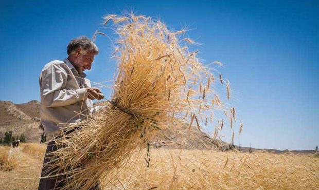 زنگ خطر کمبود آرد و گندم جدی است؟